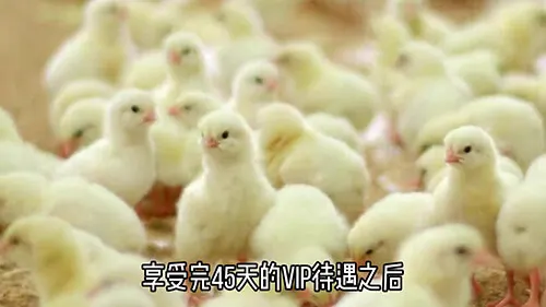 阿叔猪扒包品牌视频 5